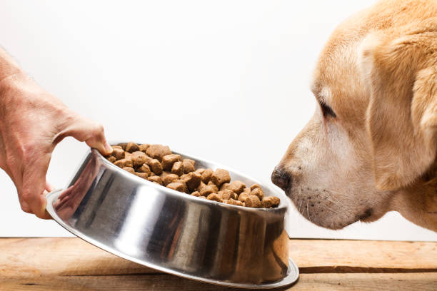 Picture for category Dog Food